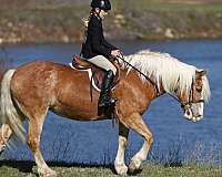 sidepass-haflinger-horse