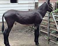 donkey-for-sale