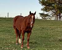 chestnut-quarter-horse-gelding