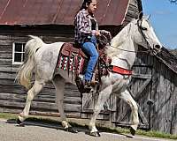 grey-horse-spotted-saddle