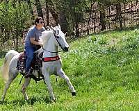 gaited-horse-spotted-saddle