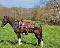 spotted-gelding-saddle-horse
