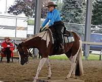 horsemanship-paint-horse
