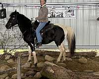 black-white-kentucky-mountain-pony