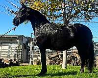 16-hand-black-horse