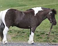 black-white-horse