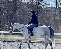 horsemanship-thoroughbred-horse