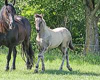 star-small-white-sock-horse