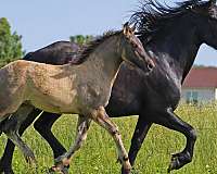 grulla-star-small-white-sock-horse