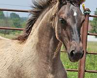 grulla-percheron-filly