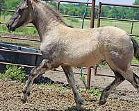 grulla-percheron-for-sale