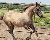 grulla-percheron-horse