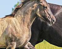 grulla-percheron