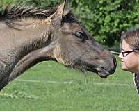 color-producer-friesian-horse