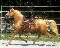 a-show-morgan-horse