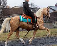 breeder-morgan-horse