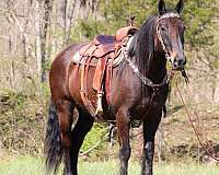 ranch-work-percheron-horse