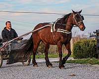 auction-percheron-horse