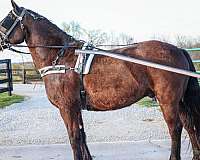 bathes-percheron-horse
