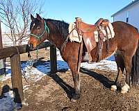 ranch-work-quarter-horse