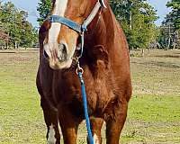 harness-belgian-horse