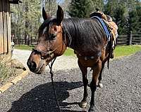 aqha-gelding-appendix-horse