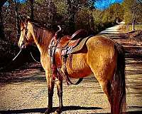trail-andalusian-horse