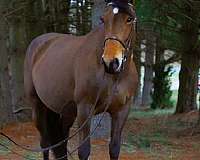 sportpony-belgian-pony