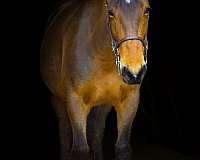 ponymanship-belgian-pony