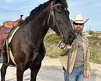 for-sale-draft-horse