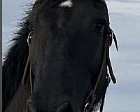 black-draft-horse
