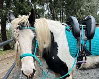 companion-gypsy-vanner-horse