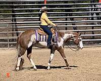 sorrel-overo-trail-class-compe-horse