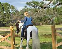 bombproof-horse-gypsy-vanner