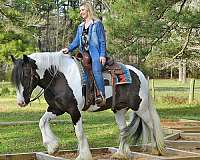 sweet-gypsy-vanner-horse