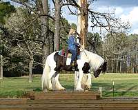 bombproof-horse-gypsy-vanner