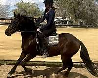 13-hand-andalusian-pony