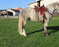 mounted-patrol-percheron-horse