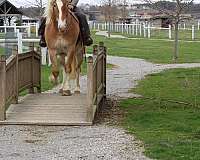 mounted-patrol-warmblood-horse