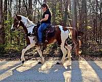 tovero-spotted-saddle-horse