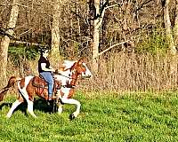 trail-or-rail-horse-spotted-saddle
