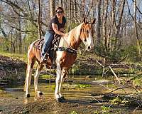 sidesaddle-spotted-saddle-horse