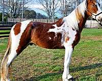 tovero-spotted-saddle