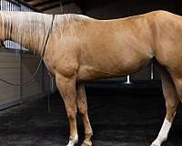 lazy-oaks-ranch-quarter-horse