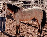 classical-half-arabian-horse