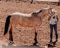 double-registered-half-arabian-horse