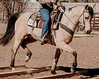 dressage-half-arabian-horse