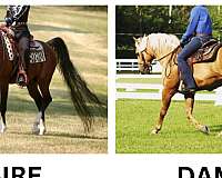 equitation-half-arabian-horse