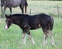 cowboy-mounted-shooting-gypsy-vanner-horse