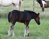 flashy-gypsy-vanner-horse